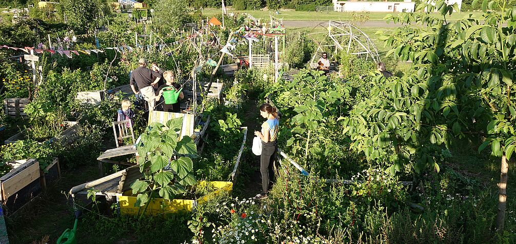 urban community garden